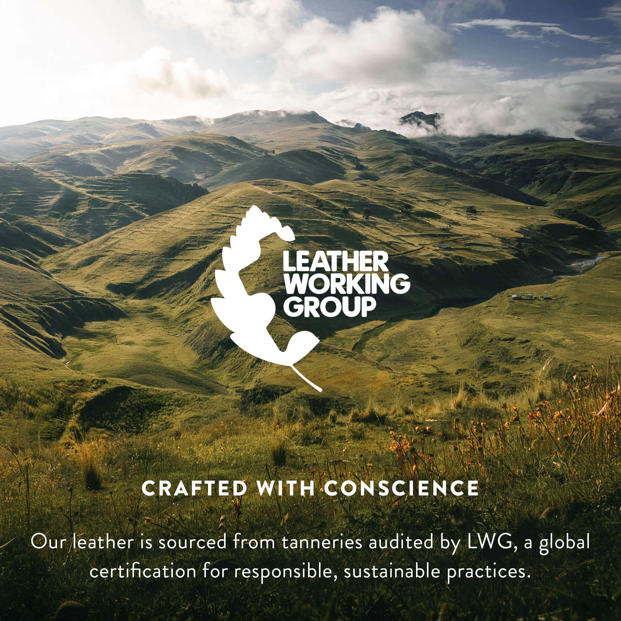 Brindle White Belly Cowhide Rug - Image 8