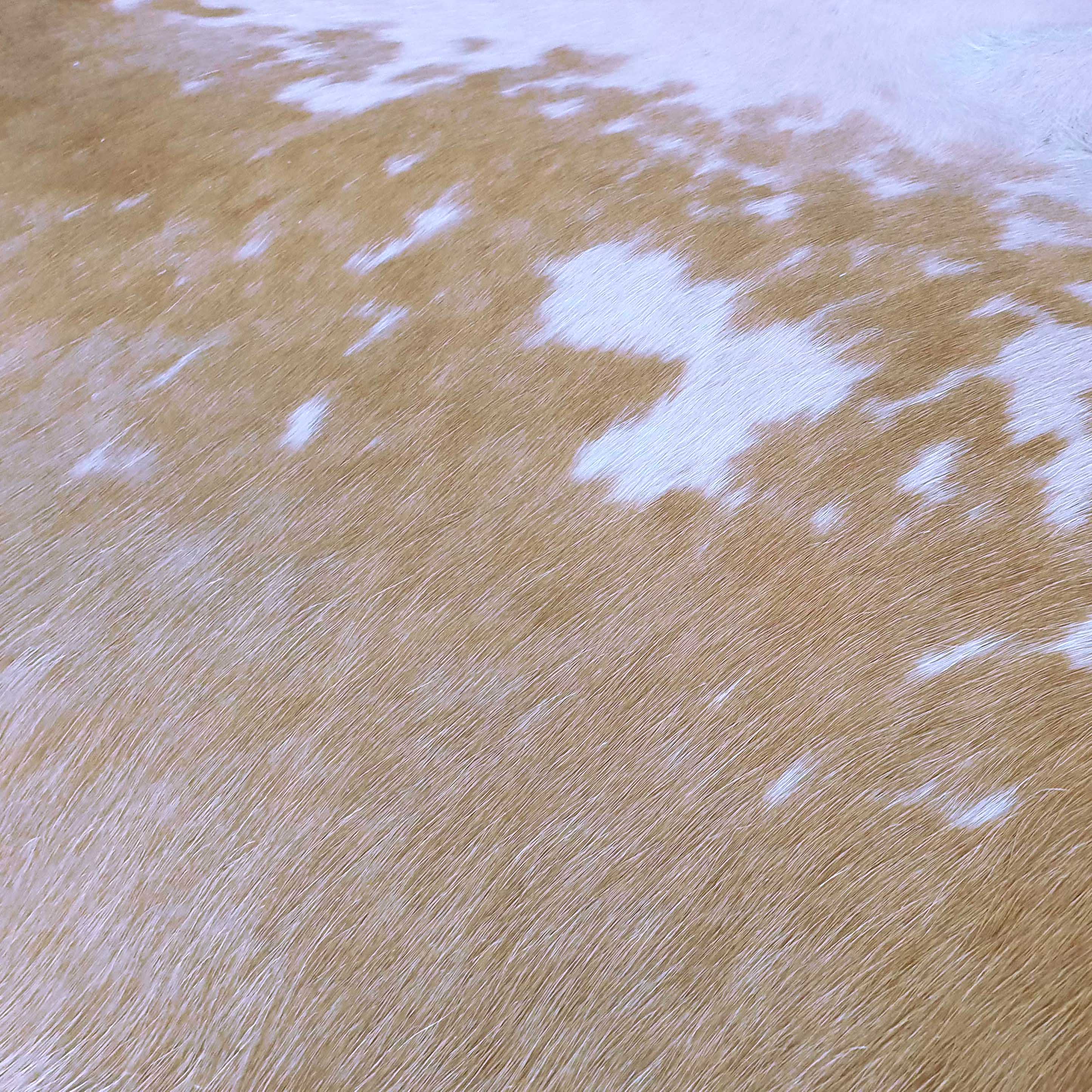 Palomino and White Brazilian Cowhide Rug: LARGE - Image 5