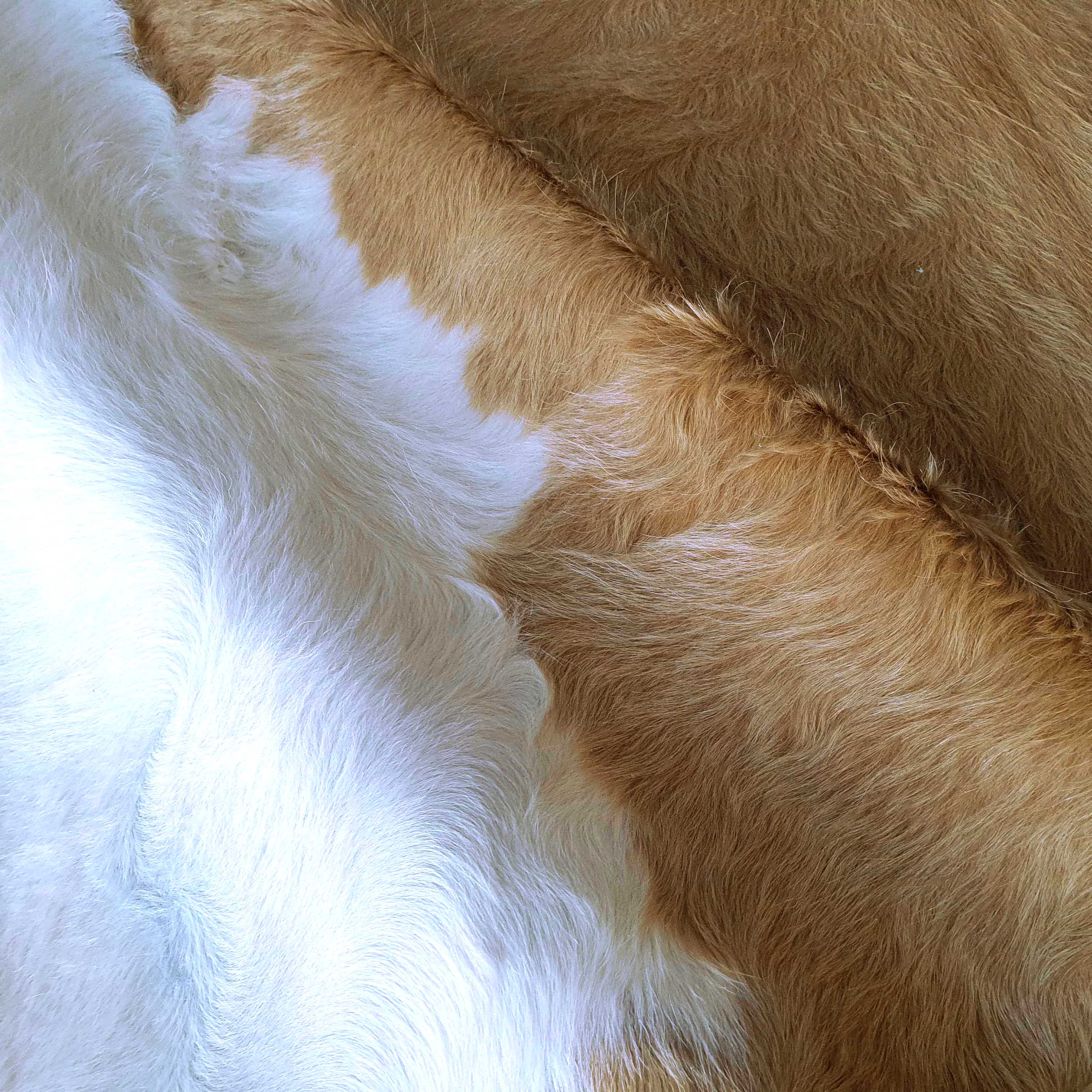 Palomino and White Brazilian Cowhide Rug: XL - Image 5