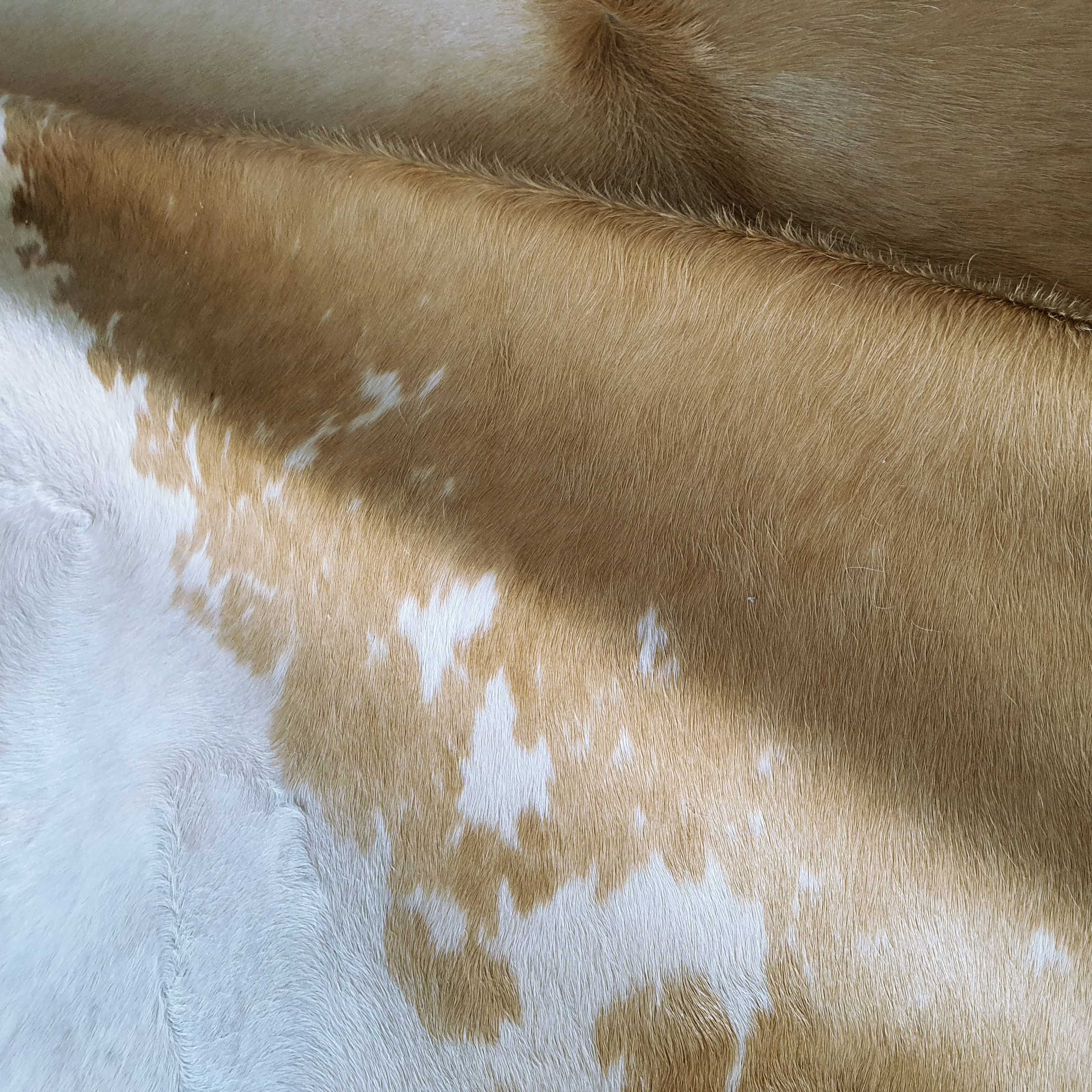 Palomino and White Brazilian Cowhide Rug: XL - Image 6